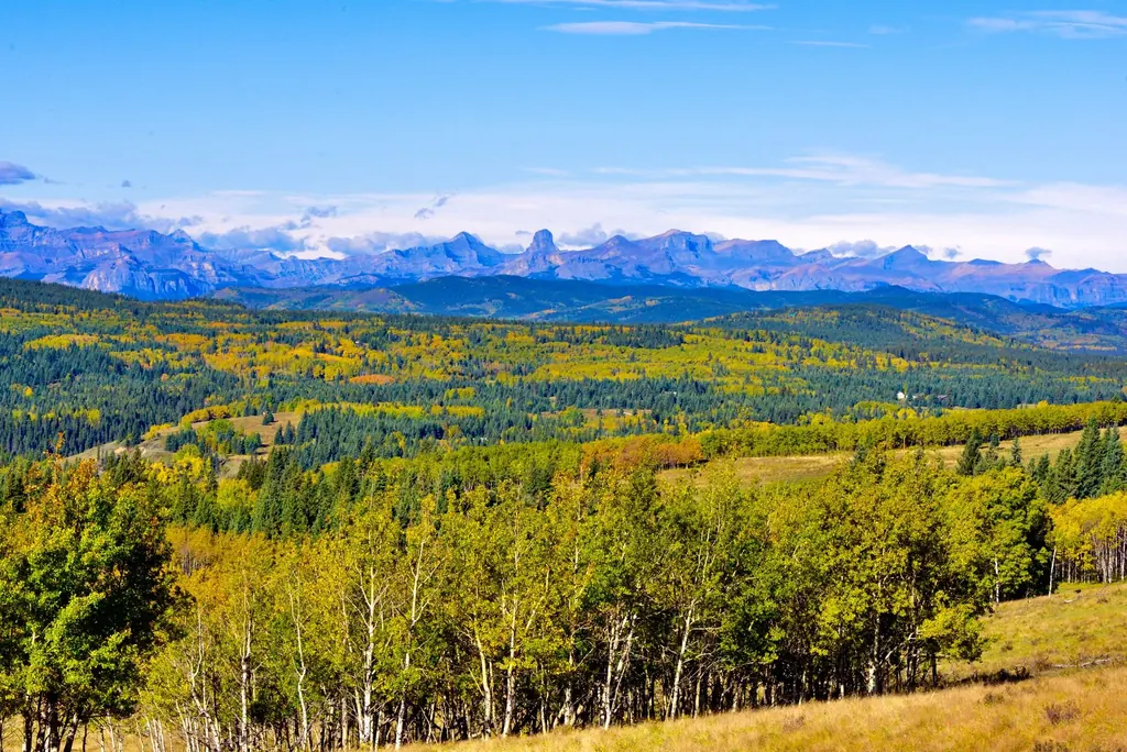 Autumn foothills forest with the Rocky Mountains beyond, near Cochrane