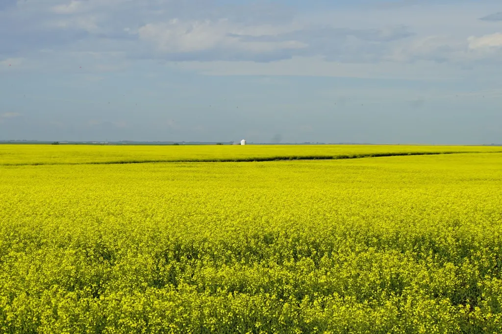 Canola fields stretching to the horizon on the prairie around Strathmore